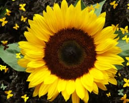 Sunflower logo